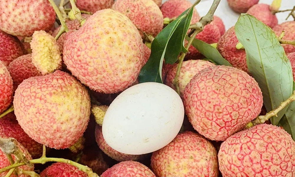 Hung Yen egg-shaped lychees sold out before harvest begins